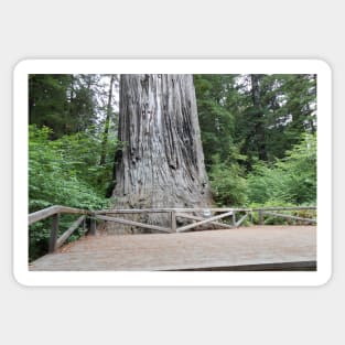 Redwoods California Nature Photography Pacific Northwest Sticker